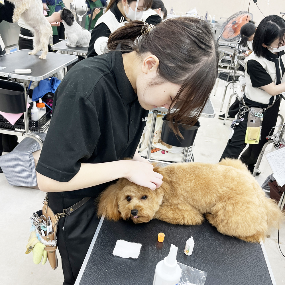 お客様の愛犬をトリミング！②